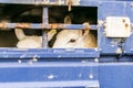 Sheep in transportation truck Royalty Free Stock Photo