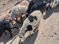 Sheep travel for food in India in summer