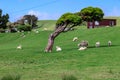 Sheep and Tree - Ovelhas e ÃÂ¡rvore Royalty Free Stock Photo