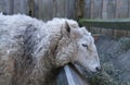 Sheep and Trough Royalty Free Stock Photo