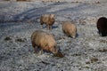 Sheep try to find grass among snow during winter Royalty Free Stock Photo