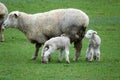 Sheep with twin lamb on the forgotten world highway, New Zealand Royalty Free Stock Photo