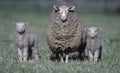 Sheep with twin lambs