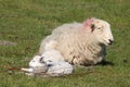 Ewe with two sleepy lambs on sunny day Royalty Free Stock Photo