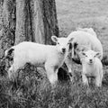 Sheep and two lambs chewing on spring grass Royalty Free Stock Photo