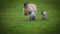 Sheep with two lambs in a grass field.