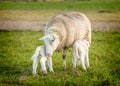 Sheep and two lambs Royalty Free Stock Photo