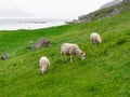 A sheep with two lambs graze on the Norwegian coast in the mountains. Sheep grazing in Norway Royalty Free Stock Photo