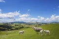 Sheep and two lambs grazing Royalty Free Stock Photo