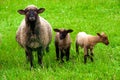 Sheep with two lambs Royalty Free Stock Photo