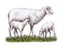 A sheep and two lambs stand on the grass