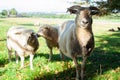 A Sheep with Two Lambs Royalty Free Stock Photo