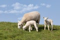 Sheep with two little cute lambs at Dutch dike Royalty Free Stock Photo