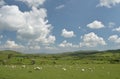 Sheep in Tyneham valley