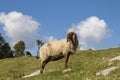 Sheep in Tyrol Royalty Free Stock Photo