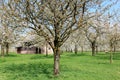 Sheep under flowering fruit trees, Holland Royalty Free Stock Photo