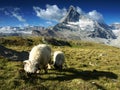Sheep under Matterhorn, Switzerland