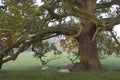 Sheep under an oak tree