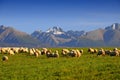 Sheep under Slovac mountains Royalty Free Stock Photo