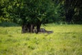 Sheep under a tree that gives shade on a meadow