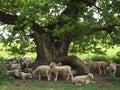 Sheep under A Tree