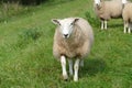 Sheep Upfront On The