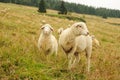 Sheep on upland meadow Royalty Free Stock Photo