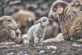 The sheep in Upper Shimshal 5600m live even in summer in winter conditions full of snow and temperatures that drop to -15, -20 deg