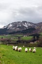 Sheep in Urkiola