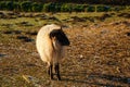 Sheep used for nature conservation. Roadside maintenance and conservation of landscapes. Royalty Free Stock Photo