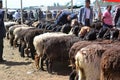 Sheep at Uyghur Sunday Livestock bazaar market in Kashgar, Kashi, Xinjiang, China