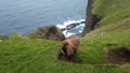 Sheep walking around on Vagar, Faroe Islands