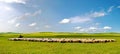 Sheep on the vast grassland