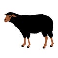 Sheep vector black Royalty Free Stock Photo