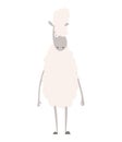 Sheep. A vector illustration of domestic animal cartoon.