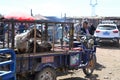 Sheep in vehicle at Uyghur Sunday Livestock bazaar market in Kashgar, Kashi, Xinjiang, China