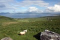 Sheep With a View