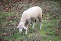 Sheep, village, sheep grazing, meadow