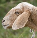 Sheep, village life