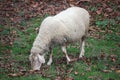 Sheep, village, sheep grazing, meadow