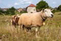 Sheep at village Wijlre in Dutch Limburg