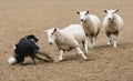 Sheep vs Dog Royalty Free Stock Photo