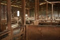 sheep waiting overnight to be shorn in an old traditional timber shearing shed on a family farm in rural Victoria, Australia Royalty Free Stock Photo