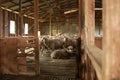 sheep waiting overnight to be shorn in an old traditional timber shearing shed on a family farm in rural Victoria, Australia Royalty Free Stock Photo