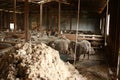 sheep waiting overnight to be shorn in an old traditional timber shearing shed on a family farm in rural Victoria, Australia Royalty Free Stock Photo