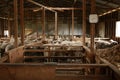 sheep waiting overnight to be shorn in an old traditional timber shearing shed on a family farm in rural Victoria, Australia Royalty Free Stock Photo