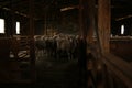 sheep waiting overnight to be shorn in an old traditional timber shearing shed on a family farm in rural Victoria, Australia Royalty Free Stock Photo