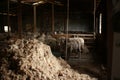 sheep waiting overnight to be shorn in an old traditional timber shearing shed on a family farm in rural Victoria, Australia Royalty Free Stock Photo