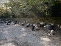 Sheep waiting patiently by gate