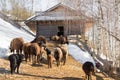 Sheep walk along the trail with snow in a stall illuminated by the evening sun. Royalty Free Stock Photo